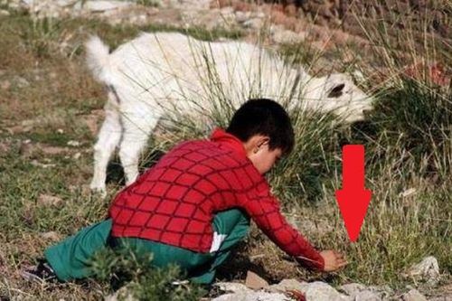 Cậu bé chăn cừu vấp phải vật lạ màu xanh, chuyên gia không ngờ tìm ra manh mối vụ án 2.700 năm