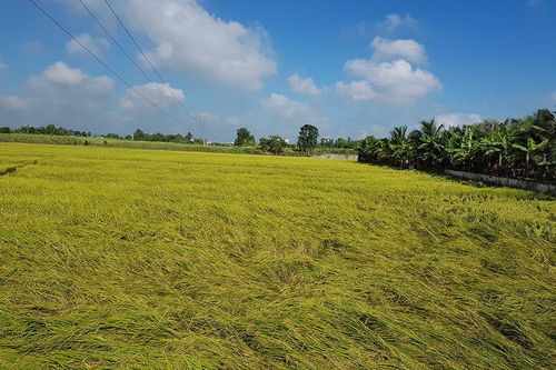 Ảnh hưởng bão số 1, An Giang thiệt hại 4 căn nhà và hơn 321 ha lúa