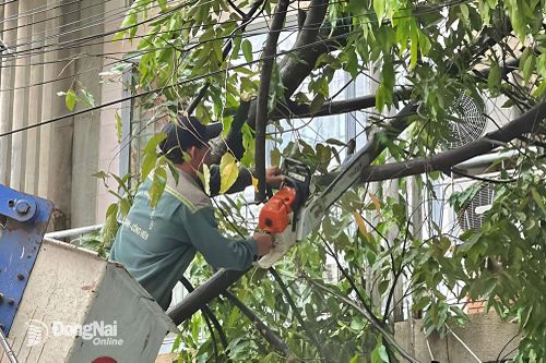 'Cứu hộ' cây xanh mùa mưa bão