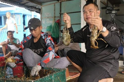 Đẩy mạnh liên kết sản xuất, tiêu thụ tôm hùm