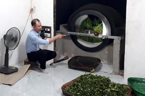 Ứng dụng khoa học công nghệ vào sản xuất chè dưới tán hồi
