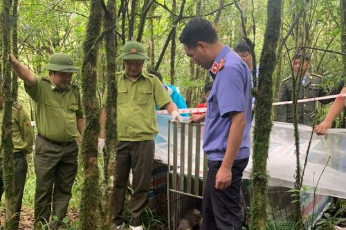 Tái thả 49 cá thể động vật hoang dã về môi trường sống tự nhiên