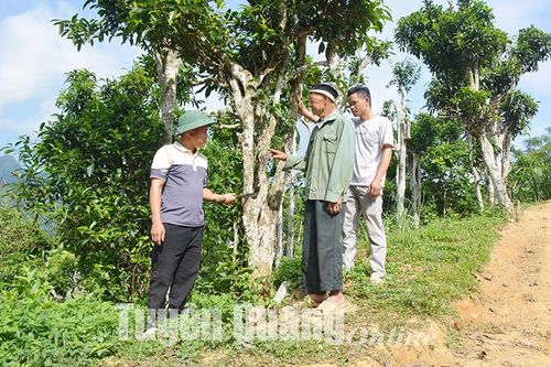 Để thương hiệu Chè Phia Chang vươn xa