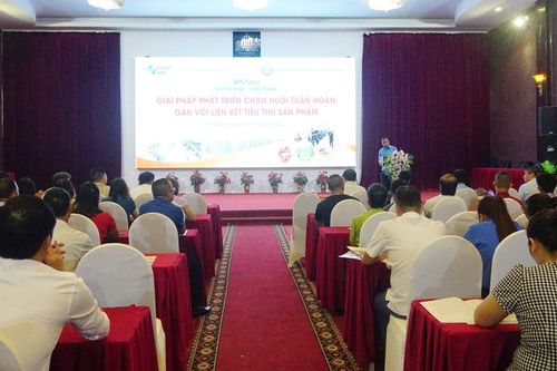 Chăn nuôi tuần hoàn gắn với liên kết tiêu thụ sản phẩm
