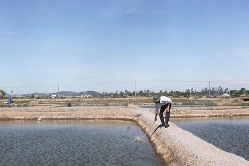 Phát triển HTX nuôi trồng thủy sản để giảm nghèo bền vững