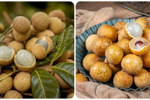 Quả nhãn có tác dụng gì?