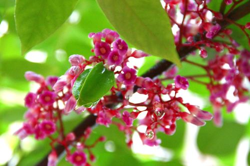 5 loại hoa quen thuộc trong vườn là 'vựa thuốc quý'