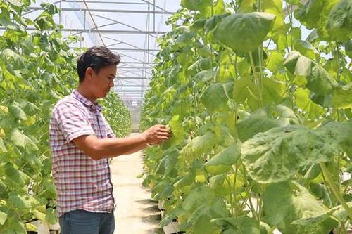 Sức bật từ nông nghiệp công nghệ cao