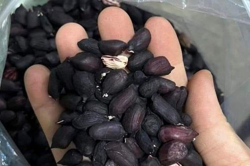 Loại lạc đặc biệt với màu khác lạ giá cao gấp 3 lần loại thường vẫn đắt hàng ngày mưa gió