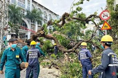 Phòng ngừa cây xanh gãy đổ trên đường phố TP Hồ Chí Minh