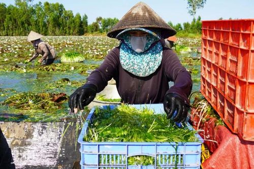 Rau dại ăn mát gan, lợi tiểu này ở Long An mọc la liệt