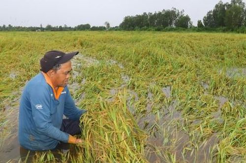 Xót xa cánh đồng lúa chín ở Hậu Giang ngập trong nước