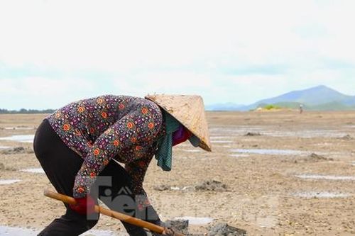 Người dân Quan Lạn đào 'vàng ròng' trên cát