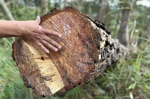 Lâm Đồng: Tạm đình chỉ công tác một chủ tịch xã để xảy ra phá rừng