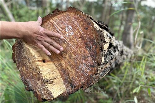 Lâm Đồng: Để xảy ra phá rừng, một Chủ tịch xã bị tạm đình chỉ công tác