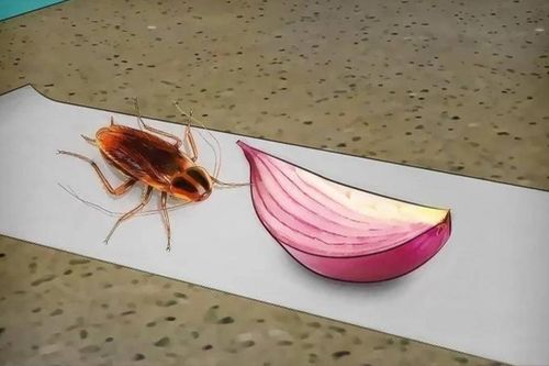 Không tốn 1 đồng mua hóa chất, các bà nội trợ vẫn có thể đuổi gián ra khỏi nhà