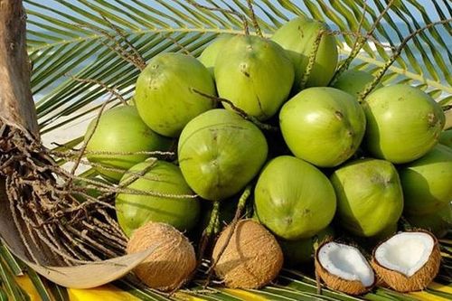 Dừa tươi Việt Nam trước cơ hội xuất khẩu chính ngạch sang Trung Quốc
