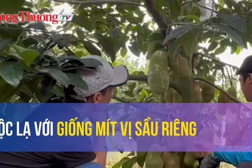 'Độc lạ với giống mít vị sầu riêng'