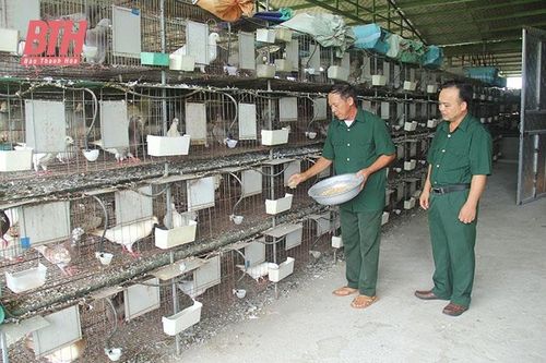 Cựu chiến binh làm giàu từ nuôi chim bồ câu