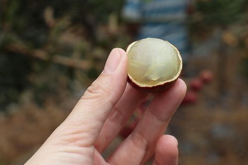 Nhãn tím ở xứ lụa Tân Châu