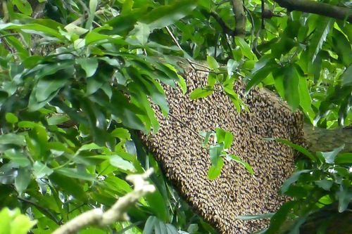 Mùa 'kết mật' ở Bảy Núi