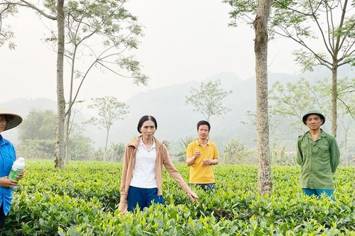 Hiệu quả từ mô hình canh tác chè an toàn sinh học ở Bảo Yên