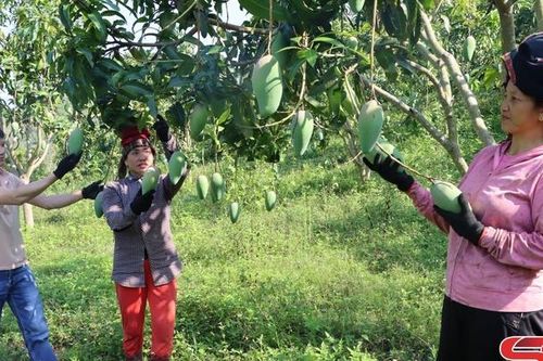Ứng dụng công nghệ cao vào sản xuất nông nghiệp