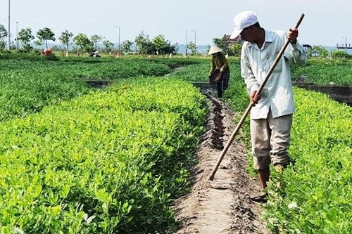 Hiệu quả từ chuyển đất lúa kém hiệu quả sang cây trồng cạn