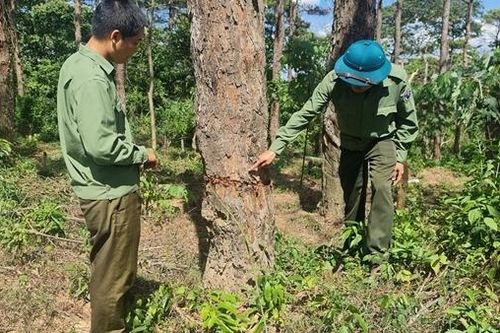 Xót xa những rừng thông bị đánh thuốc độc