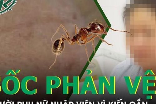 Nhập viện cấp cứu sau khi bị kiến đốt do sốc phản vệ