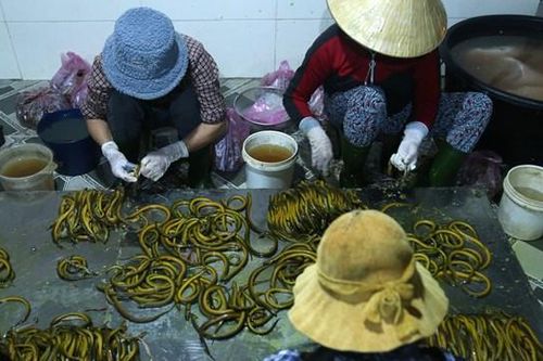 Thủ phủ lươn đồng xứ Nghệ