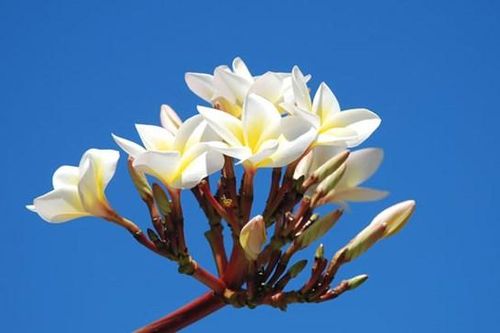 Dâng hoa tháng bảy
