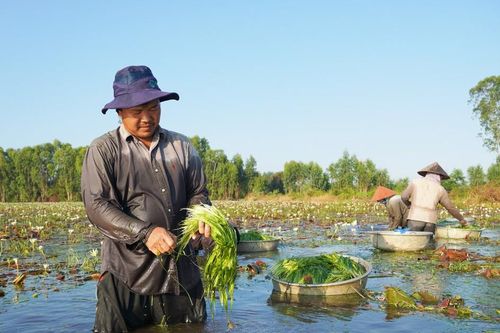 Nông dân khá lên nhờ hẹ nước