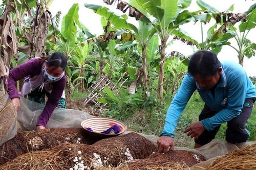 Tái sử dụng 24 triệu tấn rơm rạ