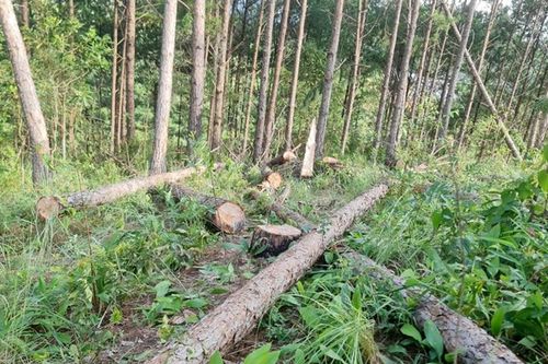 Tạm đình chỉ một Chủ tịch xã do để xảy ra phá rừng trên địa bàn