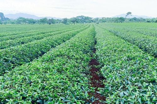 Sau đợt mưa vàng ở Nghệ An, cây lúa, cây chè hồi xanh