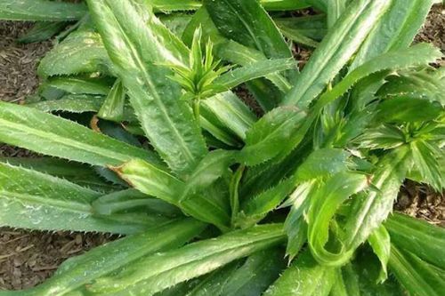 Trồng khóm mùi tàu trong nhà như có thêm 'tủ thuốc quý' hỗ trợ điều trị bệnh