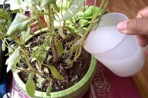 Trộn đường đỏ với Vitamin B có ngay dung dịch khiến rễ cây mọc tua tủa