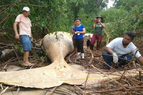 Bí ẩn về thi thể cá voi nằm giữa rừng Amazon khiến các nhà khoa học phải đi tìm câu trả lời
