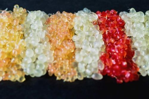 Loại quả được giới nhà giàu Trung Quốc ưa chuộng: 1kg giá gần bằng nửa lượng vàng