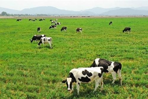 Chăn nuôi tuần hoàn tạo giá trị