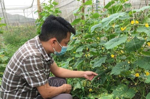 Văn Bàn: Gần 200 lao động dân tộc thiểu số được đào tạo nghề