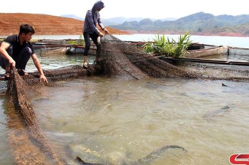 Xây dựng sản phẩm OCOP thủy sản