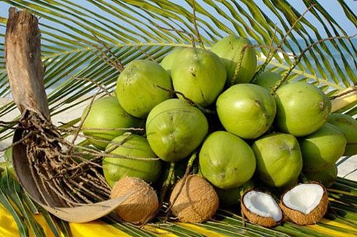 Dừa tươi Việt Nam có cơ hội xuất khẩu chính ngạch sang Trung Quốc