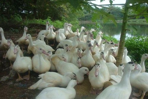 Thiệt mạng sau cuộc điện thoại trao đổi... mua bán gia cầm