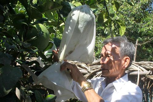 Quảng Ngãi: Nhà vườn 'mặc áo' chống nắng cho bưởi