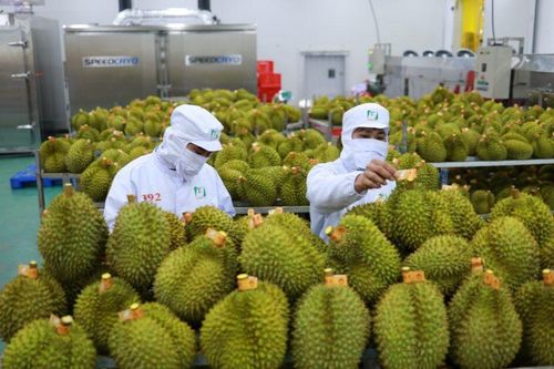 Kiểm tra chặt chẽ trái cây xuất khẩu sang Trung Quốc