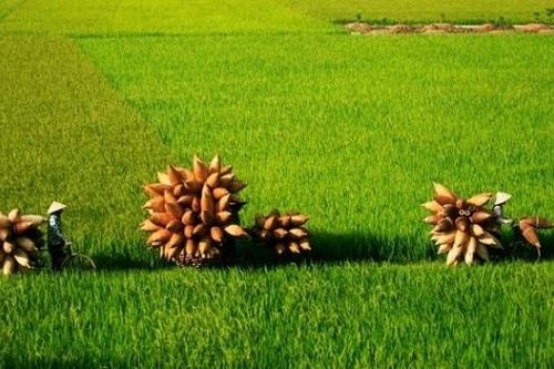 Làng nghề đan đó Thủ Sỹ