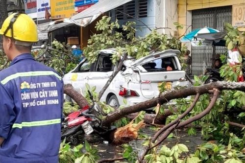 Cây cổ thụ gãy ngọn đè ô tô, xe máy ở trung tâm TP.HCM