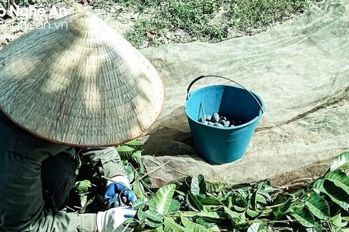 Trám đen Thanh Chương mất mùa, nhiều người thất thu
